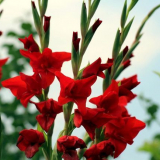 Jak krásná rostlina gladiolus na zahradní pozemek